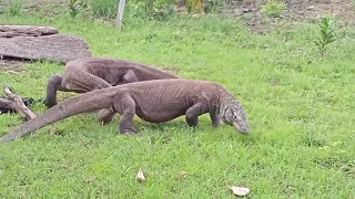 Two Komodo Dragons grab a big Fish