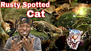 Worlds Smallest Cat Wild Life | REACTION VIDEO