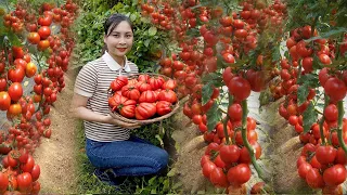 How to harvest 150 tons of white eggplants and sell them at the market - Harvesting and cooking