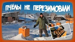 ШОК !! Пчёлы НЕ ПЕРЕЗИМОВАЛИ