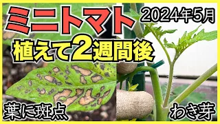 【ミニトマト】苗を植えて2週間後のわき芽や葉に斑点【2024年5月中旬】