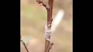 Garden Grafting Tool