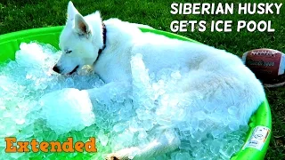 Siberian Husky gets ICE POOL Extended