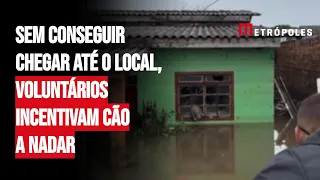 Sem conseguir chegar até o local, voluntários incentivam cão a nadar