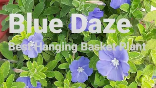 Blue Daze Plant Care / Best Hanging Basket Flower Plant || My Sweet Little Garden