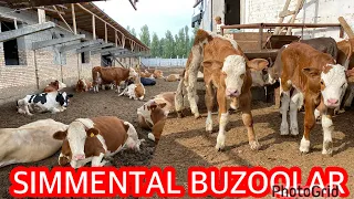 FERMADAN YOSH SIMMENTAL BUZOQLAR SOTILADI , Dastafka yuq .