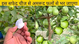 इस सफेद चीज से अमरूद फलों से भर जाएगा Fertilizer for Guava Plant | Green Gold Garden