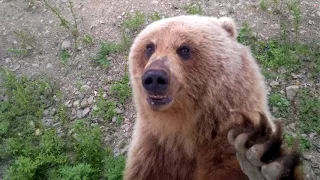 медведица пришла в гости покушать - 7.Камчатка,Россия(bear came to visit out - 7.Kamchatka, Russia)