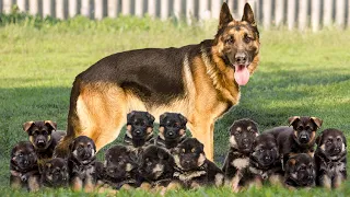 How Do German Shepherd Dog Giving Birth To Cute Puppies