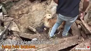 Mother dog helps rescuer's did for her buried puppies