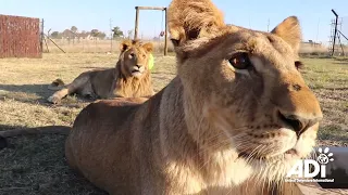 Dumped ‘pet’ lions start new life in Africa