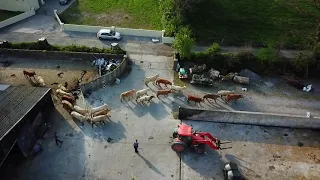 Cattle going out to grass