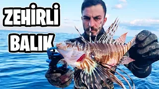 DÜNYANIN EN ZEHİRLİ BALIĞINI AVLADIM! (ASLAN BALIĞI)