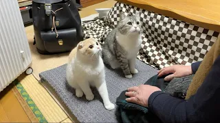 ２週間一緒に過ごしたばあばとお別れしたら猫たちがこうなっちゃいました…