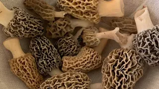 Morels in North Georgia (April 2022)