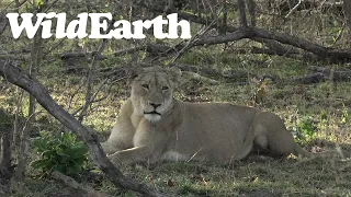 WildEarth - Sunrise  Safari - 20 July 2022