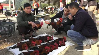 Robert sells chickens at the highland market. Green forest life