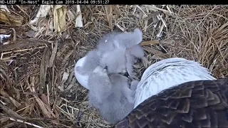 Two newly hatched bald eaglets feed. Final egg pipped!