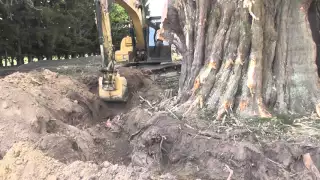 Monster Macrocarpa Removal