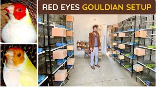 Visit Exotic Finch Setup | Red Eyes Gouldian Farming | Finch Business From Home | Birds Farming