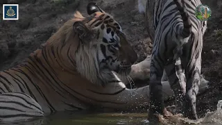 Lockdown 2021 New Series || Trailer || Tadoba Andhari Tiger Reserve