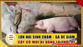 Lợn nái sinh chậm, Gà đẻ giảm, Cây vàng lá, thối rễ xử lý thế nào? Tư vấn nông nghiệp | Nhà nông 24h