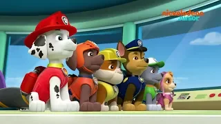 Paw Patrol : la Pat'Patrouille | Compilation canine | NICKELODEON JUNIOR