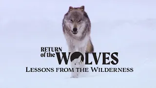 Return of the Wolves: Lessons from the Wilderness