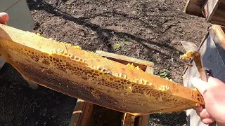 Пересадка РОЯ в улей лежак  Пчеловодство для начинающих