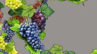 Переходы виноградные