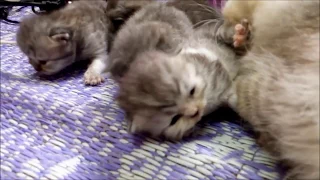 KITTENS TIME LAPSE | 30 days in 3 minutes | CUTE CAT
