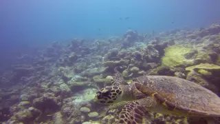 Maldivas Diving 2016 - Filitheyo Island Resort