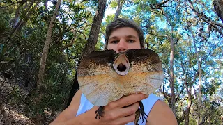 FRILLED NECK LIZARD, BUSH COOK UP and saving a CARPET PYTHON!