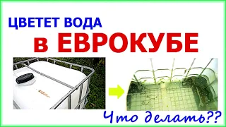 Водоросли в еврокубах. Вопрос: КАК ИЗБАВИТЬСЯ?