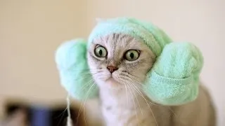 Funny Cats Compilation 2014 - 18 Min HD !