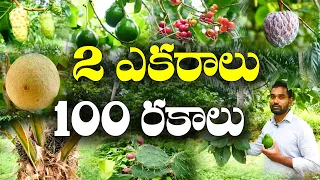 తోటలో అరుదైన పండ్ల చెట్లు || Variety Fruit Plants Collection || M Ramakrishna