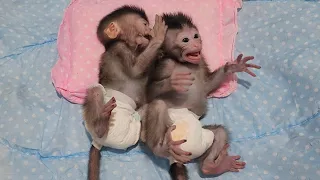 Newborn Baby Monkey Chika & Chiki Sleep Together