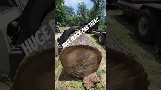 massive black oak tree has skid steer maxed out