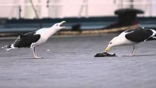 Great Black-backed Gulls, long-calling