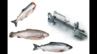Автоматический пазовый конвейер для рыбопереработки Automatic slot conveyor for fish processing