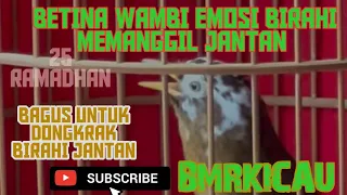 SUARA BETINA WAMBI EMOSI BIRAHI MEMANGGIL JANTAN