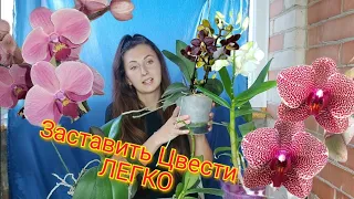 Как ЗАСТАВИТЬ Орхидею ЦВЕСТИ❗ СЕКРЕТЫ ПЫШНОГО ЦВЕТЕНИЯ❗