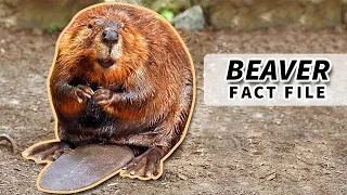 Beaver Facts: Fun Facts About the Busiest Animals | Animal Fact Files