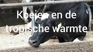 Koeien en de tropische warmte | Hittegolf augustus 2020 | Boer Gerrit vlogt