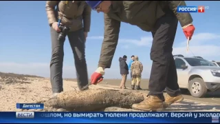 Ученые выясняют причину массовой гибели каспийских тюленей