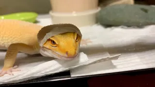 大苦戦！！レオパの脱皮　Leopard Gecko