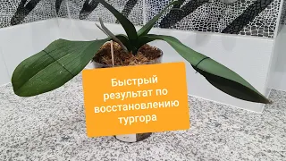 Как ЛЕГКО и БЫСТРО восстановить тургор у орхидеи? Восстановление тургора за 5 дней 😍.