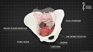 Female pelvic floor muscle - 3D animation