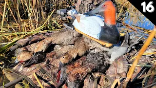 Hundreds Of CANVASBACKS Worked Our Spread! | Duck Hunting North Dakota