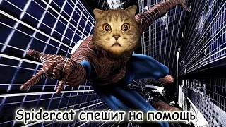 Spider cat. Спайдер-кот  спешит на помощь.